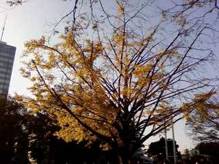 091121Seichi2.jpg