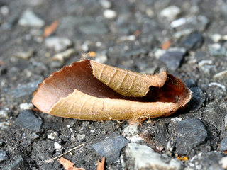 PhotoMurasakiSha.jpg