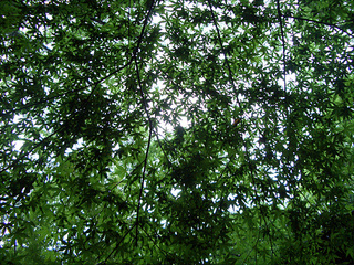 SinryokuMomiji.jpg
