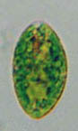 eugle11.jpg